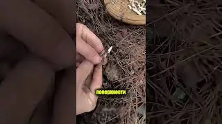 Таинская находка в лесу 🌲🧱
