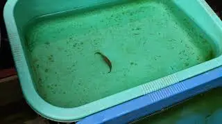 Inside My Guppy Fish Farm | Guppy farm in Angamaly | AK Aquatics | Guppy Hobbist