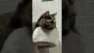 Когда принимаешь магний 😅😅 #веселыекоты #котики #kitten #cat #красиваякошка #cute #милота