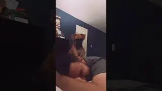 This alarm clock has 100 percent success rate 🤣