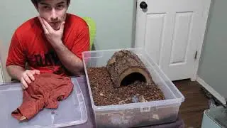 Finally! Another Blood Python Video!