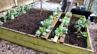 Весной очистите высокие грядки, выкопайте немного лука-порея и проверьте компост.