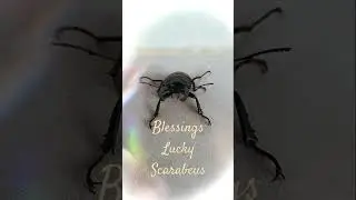 scarabeus magical-apotropaic function of eternal rebirth and transforming #magicalapotropaic