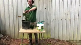 Winter pruning buxus