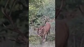 Животные на 🇬🇧! | ANIMALS in English #english #shorts
