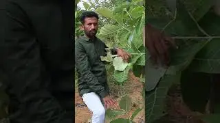 தேக்கு மரம் வளர்ப்பு  | Thekku Maram Valarppu in Tamil