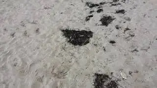 Starsky  k9 & Hutch beach clean up northern Spain  plastic ocean rescue