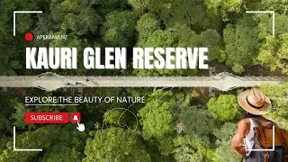 Kauri Glen Reserve Walk | Tree Top Bridge Adventure in Auckland | Best Place to Visit in Auckland 🌳🌉