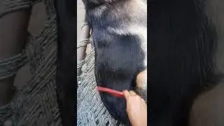 Hm b hero bnege 😂😂Zerman Shepherd 🐶