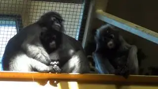 Philadelphia Zoo   Primate Reserve