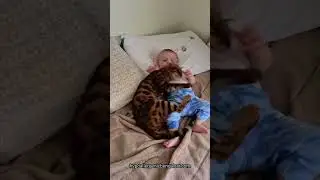 Bengal Cat Protects Baby!!