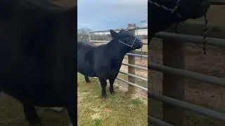 Washing a Giant COW 🤩#godfirst #shorts #cow #cute #cowshow