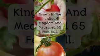 Gardening Facts #12 - Tomatoes #garden #gardening #shortvideo #shorts #short #tomato