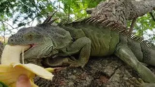 Wild iguana waiting in the food spot gets hand fed a banana
