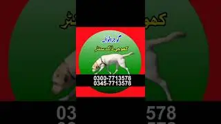 Army Dog Center Gujranwala | Khoji Dog Gujranwala Contact Number | Khoji Kutta | Fuji Kutte #shorts