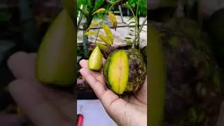#Hog Plum