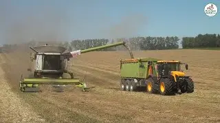 Grassamen Ernte mit Containerabfuhr und Einlagerung - Multi Agrar Claußnitz GmbH, JCB, Claas