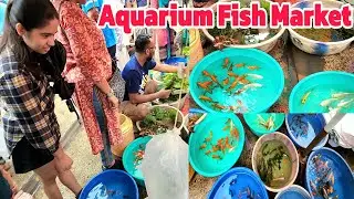 Aquarium Fish Market || Galiff Street Pet Market ||