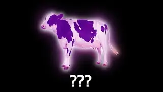 16 Cow 