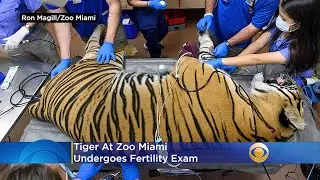 Zoo Miami Tiger Undergoes Fertility Exam