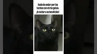 Ya vengo Karen voy a comprar leche!🥛🐈&zwj;⬛Cuida a la bendici&oacute;n🐾 #memes #humor #cat