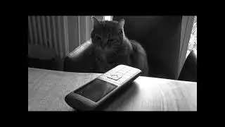 Alone - Heart (Ann & Nancy Wilson) cover 2025 - starring Lucy The Cat