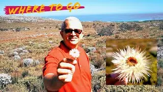 🌼 Can a flower last forever? 🌼 Find out... Cape Town, South Africa.
