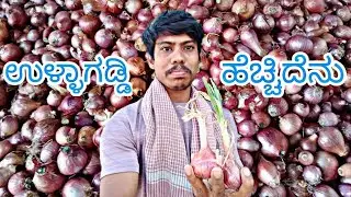 ಮನೆ ಮುಂದುಗಡೆ ಉಳ್ಳಾಗಡ್ಡಿ ಹೆಚ್ಚಿದೇನು 