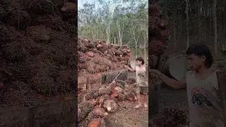 Turun buah sawit #malaysia #kelapasawit #indonesian #worklife #kerja #kebun #lori #sawit