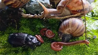 The Slowest Race‼️A Cute Day with Millipede and Snail #SnailLife #Millipede #SlowLiving