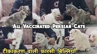 Vaccinated Persian Cats With Exciting Daam | Hafiz Baba Nagar | Hyderabad | #persiancat #cat 