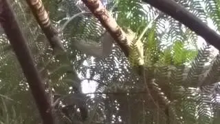 Giant 2.5 Meter Diamond Python Snake in Sydney, Australia