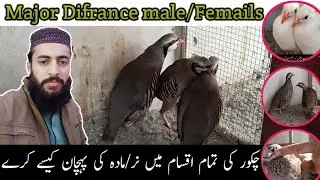 Chakoor Male Femail Difrance | Partridge genetic difference | Chakoor ka mail or femail ma Farq