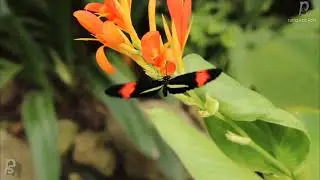 beautiful nature 🌅   fresh thinking meditation music & natural view,sleep relaxing music 🎶