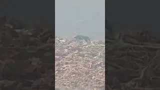 Harpalus affinis,  хранещи се със семена.
