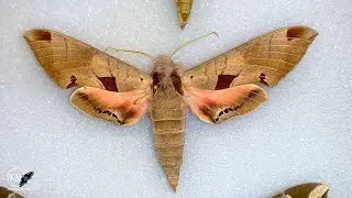 ACHEMON SPHINX FOUND IN FLORIDA KEYS???