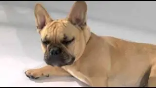 CW - Bay Area's Top Pet Contest Winners