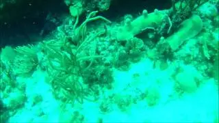 Diving The Ledges Reef with Aqua Action Dive Center (Best of)