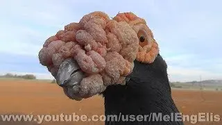 T&ecirc;tes de Carriers - English Carrier Pigeon ( Wattle Pigeons - Warzentauben )
