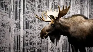 Alaska: A Wildlife Experience Like No Other