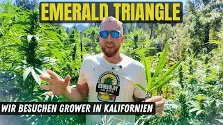 Auf der Suche nach den besten Genetiken Kaliforniens – im legendären Emerald Triangle