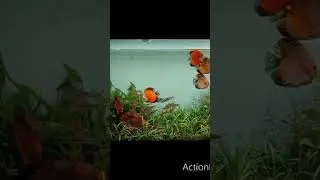 #Discus Lovers#YouTube shorts#hobbiest #aquascapingindia ❤️❤️
