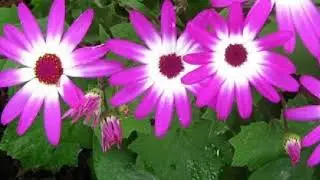 Cineraria flowers/Pericallis hybrida