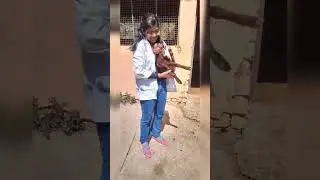mini vlog🌼duty at dairy farm#vetlife👩&zwj;⚕️#internshipdays✨@vetstudentsarswati5733