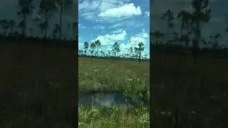 Pine Savanna