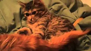 More Recent Ralston Recovery Videos