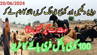 business idea Bakra farming 21 June 2024
