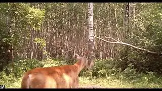 Deer Gone Wild.