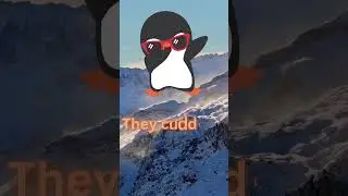 Penguin Giggles for Little Wiggles 🐧😆 13