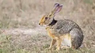 The Hare Explained | Fast, Smart, and Wild